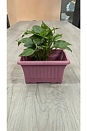 Ova Balkon Saksı No:1 – 27x16 cm, 3.5 Litre Dikdörtgen Saksı